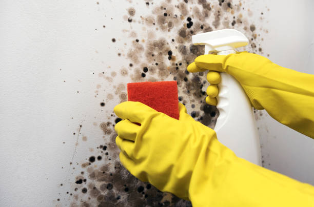 Best Toxic Mold Removal  in Grand Canyon Village, AZ