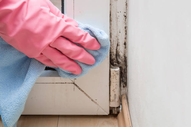 Certified Mold Removal in Grand Canyon Village, AZ