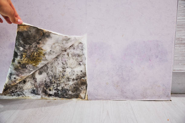 Best Crawl Space Mold Removal  in Grand Canyon Village, AZ